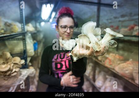 30 novembre 2020, Sarre, Sarrebruck: Alina Buwen tient dans la main un terrain de reproduction sur lequel poussent les huîtres. Elle travaille dans une culture de champignons nobles dans un vieil adit à Saarbrücken. (À dpa Korr: 'Sous pression: Comment les producteurs de champignons nobles combattent la crise' de 03.12.2020) photo: Oliver Dietze/dpa Banque D'Images