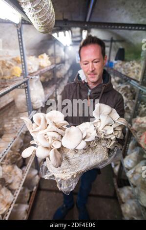 30 novembre 2020, Sarre, Saarbrücken: Mirko Kalkum tient dans sa main un terrain de reproduction sur lequel poussent des écailles d'huîtres. Dans un vieil adit de Sarrebruck, il cultive divers types de champignons nobles. (À dpa Korr: «sous pression: Comment les producteurs de champignons nobles combattent la crise» de 03.12.2020) photo: Oliver Dietze/dpa Banque D'Images