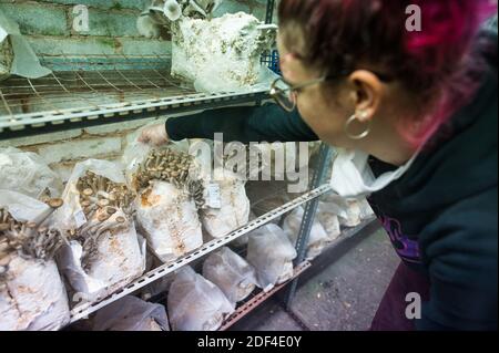 30 novembre 2020, Sarre, Sarrebruck: Alina Buwen recherche des seitlings aux herbes qui poussent dans un terrain de reproduction. Elle travaille dans une culture de champignons nobles dans un vieux tunnel à Saarbrücken. (À dpa Korr: 'Sous pression: Comment les producteurs de champignons nobles combattent la crise' de 03.12.2020) photo: Oliver Dietze/dpa Banque D'Images