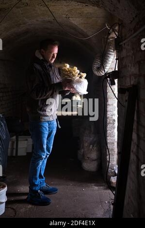 30 novembre 2020, Sarre, Sarrebruck: Mirko Kalkum tient dans la main un terrain de reproduction sur lequel poussent les adultes de la chaux. Dans un vieux tunnel à Saarbrücken, il cultive divers types de champignons nobles. (À dpa Korr: 'Sous pression: Comment les producteurs de champignons nobles combattent la crise' de 03.12.2020) photo: Oliver Dietze/dpa Banque D'Images