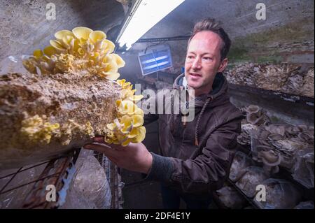 30 novembre 2020, Sarre, Sarrebruck: Mirko Kalkum tient dans la main un terrain de reproduction sur lequel poussent les adultes de la chaux. Dans un vieux tunnel à Saarbrücken, il cultive divers types de champignons nobles. (À dpa Korr: 'Sous pression: Comment les producteurs de champignons nobles combattent la crise' de 03.12.2020) photo: Oliver Dietze/dpa Banque D'Images