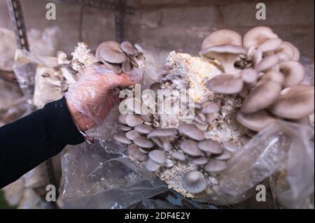 30 novembre 2020, Sarre, Sarrebruck : les pousses de châtaignier, qui poussent dans un milieu nutritif, sont récoltées. Dans un vieil adit de Sarrebruck, il cultive différentes variétés de champignons nobles. (À dpa Korr: 'Sous pression: Comment les producteurs de champignons nobles combattent la crise' de 03.12.2020) photo: Oliver Dietze/dpa Banque D'Images