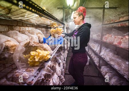 30 novembre 2020, Sarre, Sarrebruck : Alina Buwen récolte des alevins de citron dans un terrain de reproduction. Elle travaille dans une culture de champignons nobles dans un vieux tunnel à Saarbrücken. (À dpa Korr: 'Sous pression: Comment les producteurs de champignons nobles combattent la crise' de 03.12.2020) photo: Oliver Dietze/dpa Banque D'Images