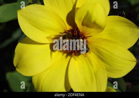 Deux abeilles sur le Dahlia fleuri unique Banque D'Images