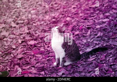 Photo d'un adorable chaton affamé dans le parc d'automne Banque D'Images