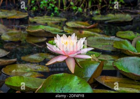 Une fleur de nénuphars dans un étang peu profond entouré par claviers verts Banque D'Images