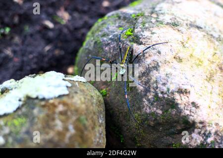 Araignée toxique tropicale sur pierre. Araignée venimeuse Nephila sur pierre de mousse. Insecte exotique dans la nature sauvage. Danger jardin tropical. Araignée toxique avec Banque D'Images