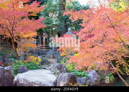 Kyoto, Japon - couleur des feuilles d'automne au sanctuaire Nagaoka Tenmangu à Nagaokakyo, Kyoto, Japon. Le sanctuaire a été une histoire de plus de 1000 ans. Banque D'Images