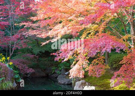 Kyoto, Japon - couleur des feuilles d'automne au sanctuaire Nagaoka Tenmangu à Nagaokakyo, Kyoto, Japon. Le sanctuaire a été une histoire de plus de 1000 ans. Banque D'Images