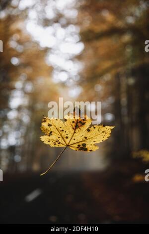 Feuilles d'automne tombées sur humide à partir du verre de pluie Banque D'Images