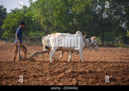 TIKAMGARH, MADHYA PRADESH, INDE - 23 NOVEMBRE 2020 : agriculteur indien non identifié travaillant avec le taureau dans sa ferme. Banque D'Images