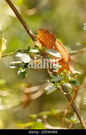 Le caméléon de Parson, Calumma parsonii, grandes espèces de caméléon. Montagne d'ambre. Andasibe - Parc National Analamazaotra, Madagascar faune Banque D'Images