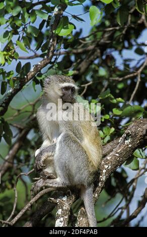 Vervet Monkey, cercopithecus aethiops, adulte debout sur la branche, Kruger Park en Afrique du Sud Banque D'Images