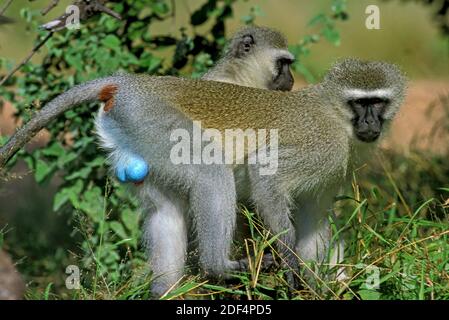 Vervet Monkey, cercopithecus aethiops, paire debout sur la branche, Kruger Park en Afrique du Sud Banque D'Images