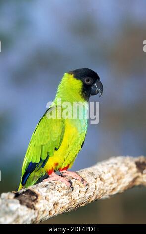 Parakeet à capuchon noir ou Nanday conure, nandayus nenday, adulte debout sur la branche, Pantanal au Brésil Banque D'Images