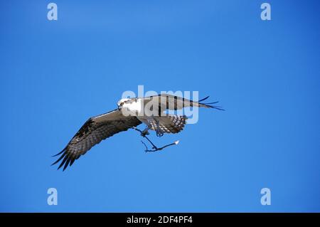 Osprey, pandion haliatus, adulte en vol, branche portante pour le matériel de nidification, Mexique Banque D'Images