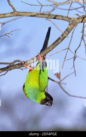 Black-Hooded ou Perruche Nanday nandayus nenday Conure, adultes, Direction générale de la pendaison, Pantanal au Brésil Banque D'Images