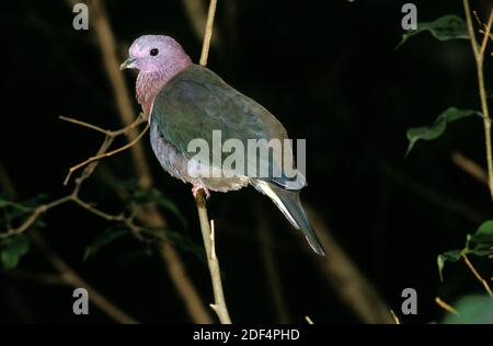 Dove de fruits à tête rose, ptilinopus porphyreus, adulte debout sur la branche Banque D'Images