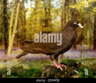 Carneau Pigeon, adulte Banque D'Images