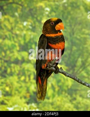 Dusky Lory, pseudodéos fuscata, adulte debout sur la branche Banque D'Images