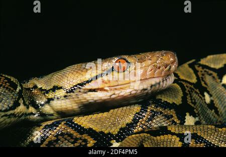 Python réticulé, python reticulatus, tête de l'adulte, gros plan Banque D'Images