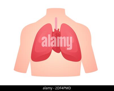 anatomie humaine organe poumon coeur pulmonaire coeur isolé de fond plat style vectoriel Banque D'Images