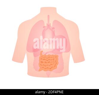 anatomie humaine position de l'organe de l'intestin grêle dans le corps de l'intestin grêle foie poumon coeur blanc isolé arrière-plan plat style vectoriel conception Banque D'Images