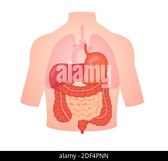 biologie digestive anatomie organe petit intestin gros intestin foie estomac position dans le corps coeur pulmonaire transparent fond blanc isolé plat s Banque D'Images