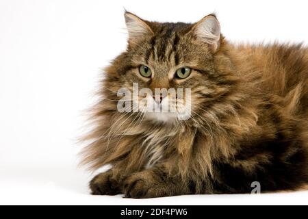 Chat domestique angora, Homme portant contre fond blanc Banque D'Images