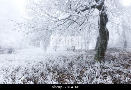 Forêt en hiver avec arbres congelés Banque D'Images