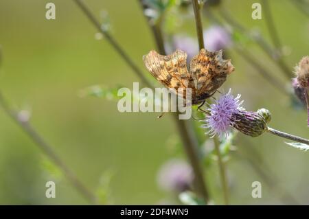 Fleur de chardon avec un C-album Polygonia, papillon virgule dans la nature gros plan. Papillon brun sur une fleur sauvage pourpre et piquant sur fond vert nature. Banque D'Images