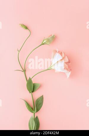 Belle fleur rose d'eustoma (lisianthus) avec des feuilles vertes. Fond floral rose. Recadrage vertical. Pose à plat. Banque D'Images