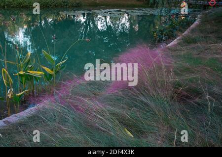 Hairfauwn Muhly ou muhlygrass rose par l'eau Banque D'Images