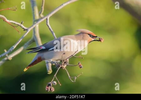 Vue de côté gros plan de l'oiseau sauvage du Royaume-Uni (Bombycilla garrulus) isolé perching sur la branche d'arbre manger, une baie dans son bec ouvert. Ailes d'hiver. Banque D'Images