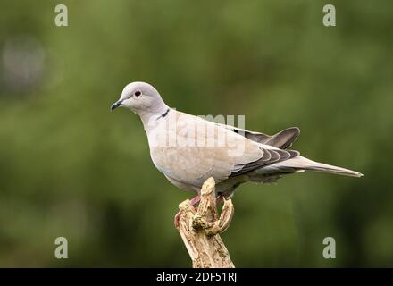 Dove à col, Streptopella, perchée dans un jardin britannique, hiver 2021 Banque D'Images