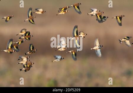 02 décembre 2020, Saxe, Brösen: Goldfinch (Carduelis carduelis), également connu sous le nom de goldfinch, survole un champ de tournesols et de buissons dans le nord de la Saxe. Les oiseaux de la famille finch passent l'hiver en grands groupes et se promènent à la recherche de nourriture. Photo: Sebastian Willnow/dpa-Zentralbild/ZB Banque D'Images