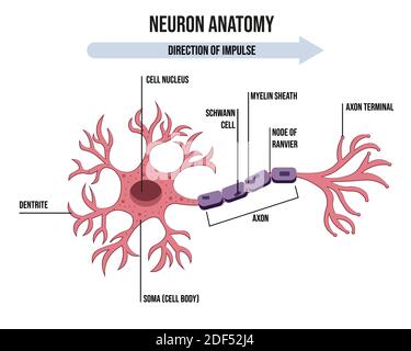 Schéma de l'anatomie de la neurone. Illustration de l'anatomie du neurone. Illustration de Vecteur