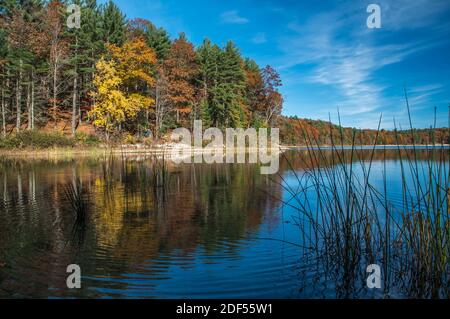 Roseaux en premier plan à Walden Pond, Lexington, Massachusetts, États-Unis Banque D'Images