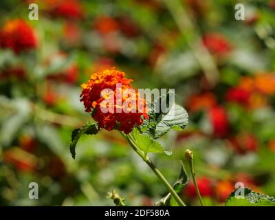 Un gros plan de fleurs de lantana orange vif Banque D'Images
