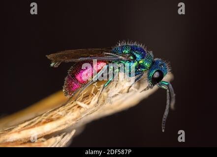 Guêpe à queue rubis (Chrysis ignita) reposant sur une lame de feuilles, pays de Galles, mai Banque D'Images