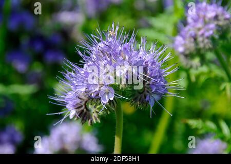 Phacelia tanacetifolia ou Scorpion Banque D'Images