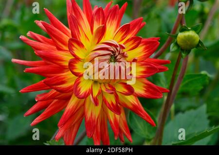 Fleur du Dahlia 'Karma bon Bini' Banque D'Images