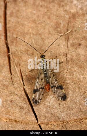 Scorpion commun Fly (Panorpa communis) mâle au repos sur morceau de bois, pays de Galles, mai Banque D'Images