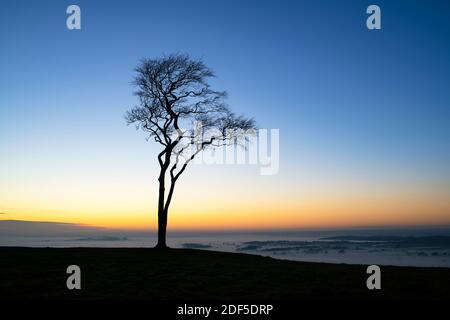 Un seul hêtre silhoueté contre le coucher du soleil avec brouillard en fin d'après-midi sur Roundway Hill dans les Wessex Downs. Vale de Pewsey, Wiltshire, Angleterre Banque D'Images