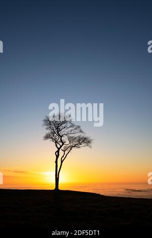 Un seul hêtre silhoueté contre le coucher du soleil avec brouillard en fin d'après-midi sur Roundway Hill dans les Wessex Downs. Vale de Pewsey, Wiltshire, Angleterre Banque D'Images