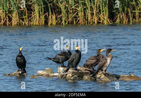 Groupe de Cormorans communs adultes et immatures, Phalacrocorax carbo, perchés sur les rochers de la lagune côtière. Dorset. Banque D'Images