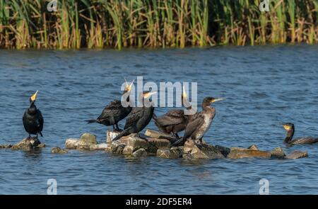 Groupe de Cormorans communs adultes et immatures, Phalacrocorax carbo, perchés sur les rochers de la lagune côtière. Dorset. Banque D'Images