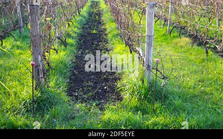 Vignoble en soleil d'automne avec les dernières feuilles attachées avant l'hiver Santander Cantabria Espagne Banque D'Images