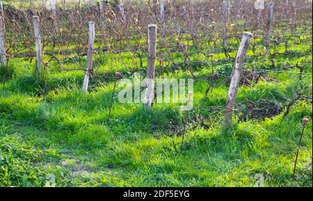 Vignoble en soleil d'automne avec les dernières feuilles attachées avant l'hiver Santander Cantabria Espagne Banque D'Images