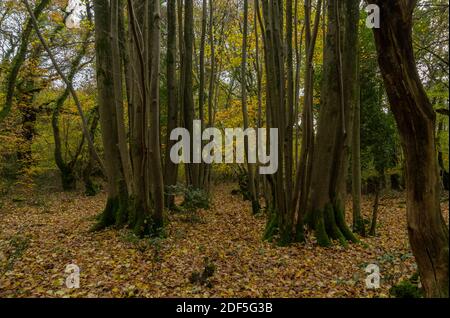 Très ancien tabouret copiqué de chaux à petits feuilles, Tilia cordata, avec des pousses dans un grand cercle. Castle Hill Wood, Edmonsham, Dorset. Banque D'Images